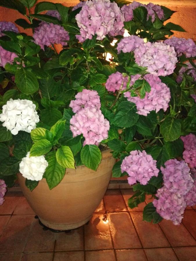 La Fenice Montefiascone Eksteriør bilde